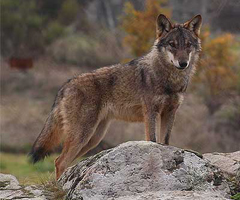 Indemnizaciones, prevención y control para atajar el problema del lobo 